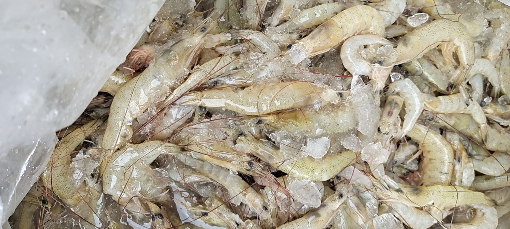 合浦县北极虾  小黄虾 海的 标价就是实价 不包邮 跟烟差不多大小