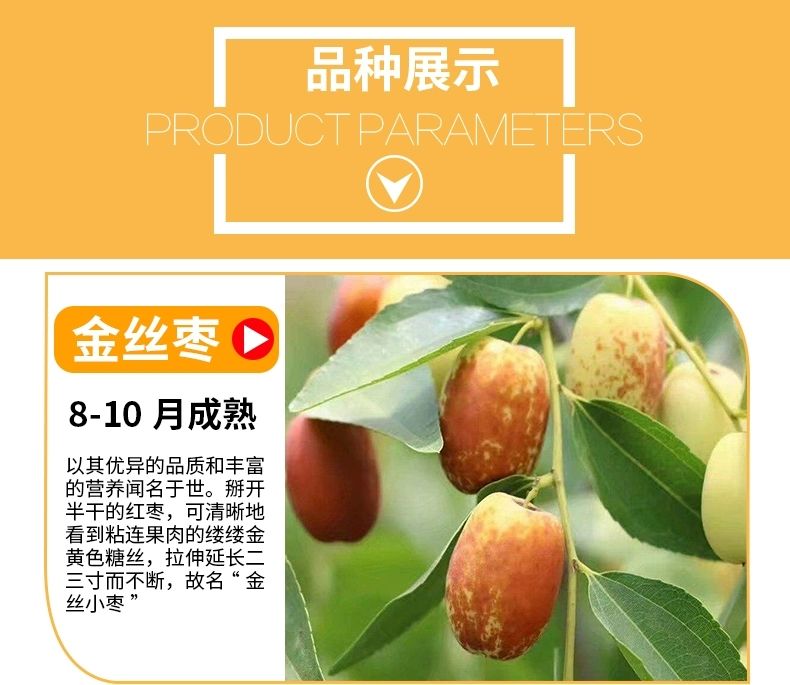 大青枣苗  大青枣树苗嫁接苗果实个头大甜度高南北方均