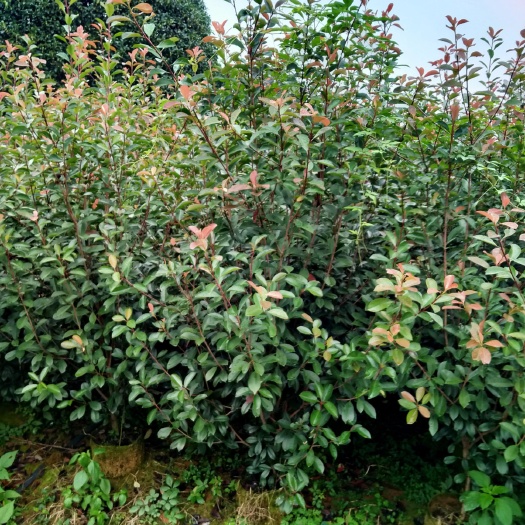 阳朔县高杆红叶石楠 大量红叶石楠1.0至2米高