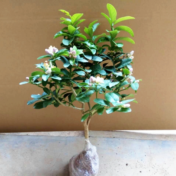 香水柠檬苗  柠檬苗盆栽树苗南方北方室种植内外庭院阳台四季长青香水柠檬食用