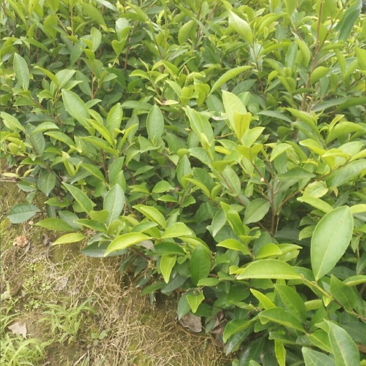 饶平县五子茶苗 凤凰单丛茶苗 原始强品种 五子单丛茶苗