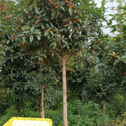 咸宁状元红桂花树  金桂丹桂四季桂