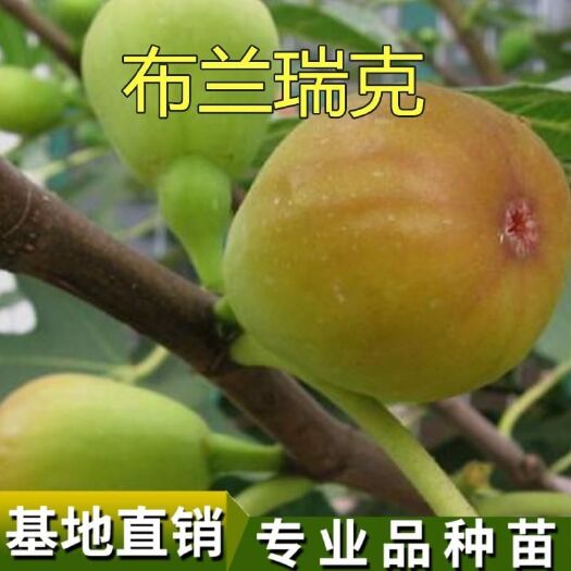 平邑县布兰瑞克无花果苗 布兰瑞克无花果树苗嫁接苗自家育苗品种纯度高南北方均可种植