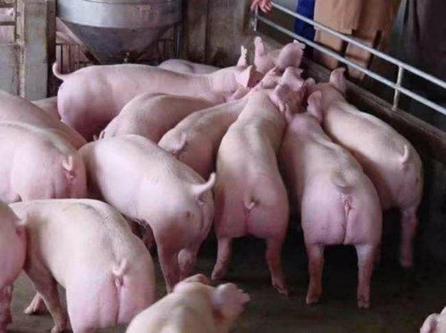 莒南县仔猪繁育基地常年供应三元仔猪  长白仔猪，杜洛克猪仔猪