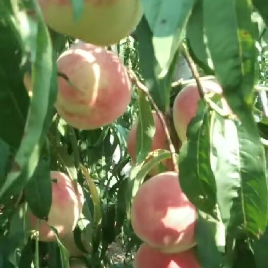 沂水县金秋红密 脆甜