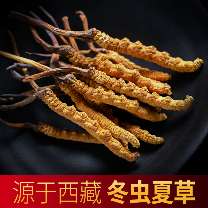 冬虫夏草 西藏特产好虫草高海拔西藏虫草20根起全