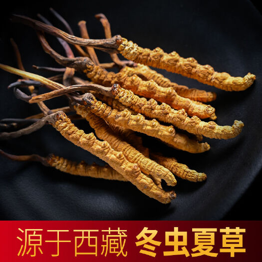 西宁冬虫夏草 西藏特产好虫草高海拔西藏虫草20根起全