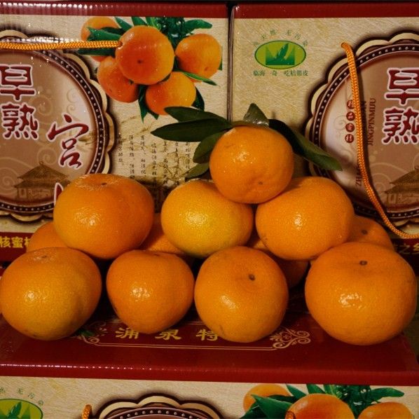 蜜桔  自家果园现摘现发无核涌泉蜜橘早熟宫川桔子幼儿水果柑桔