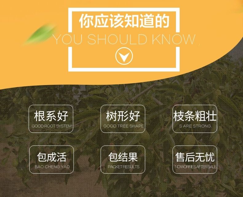 大青枣苗  大青枣树苗嫁接苗果实个头大甜度高南北方均