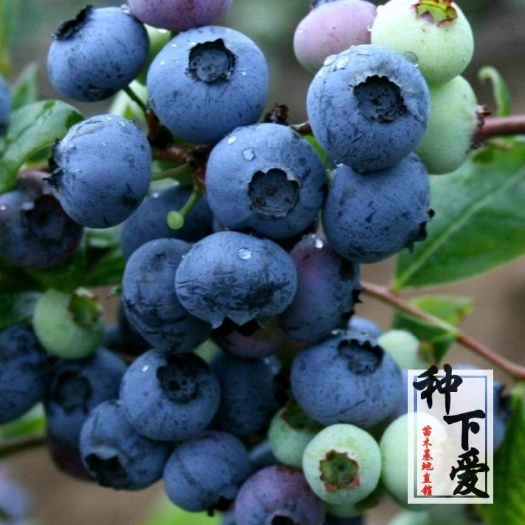 平邑县兔眼蓝莓苗嫁接苗产量高甜度大南北方均可种植成活率高