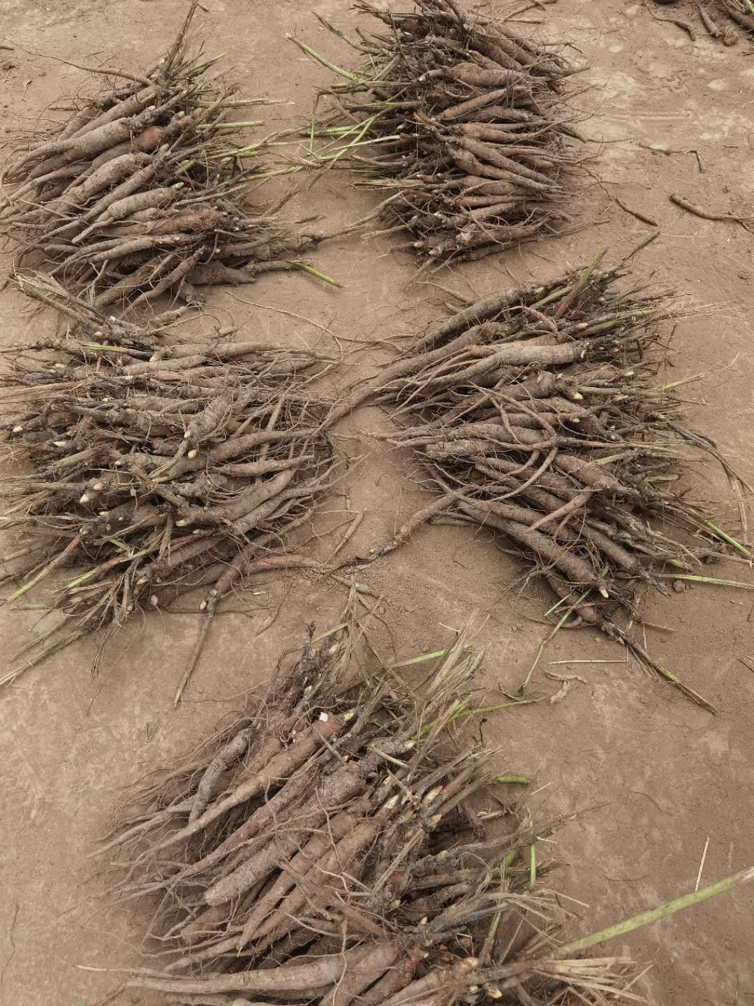 芍药种子  中药材赤芍种子赤芍籽室内加工保证发芽率基地一手货