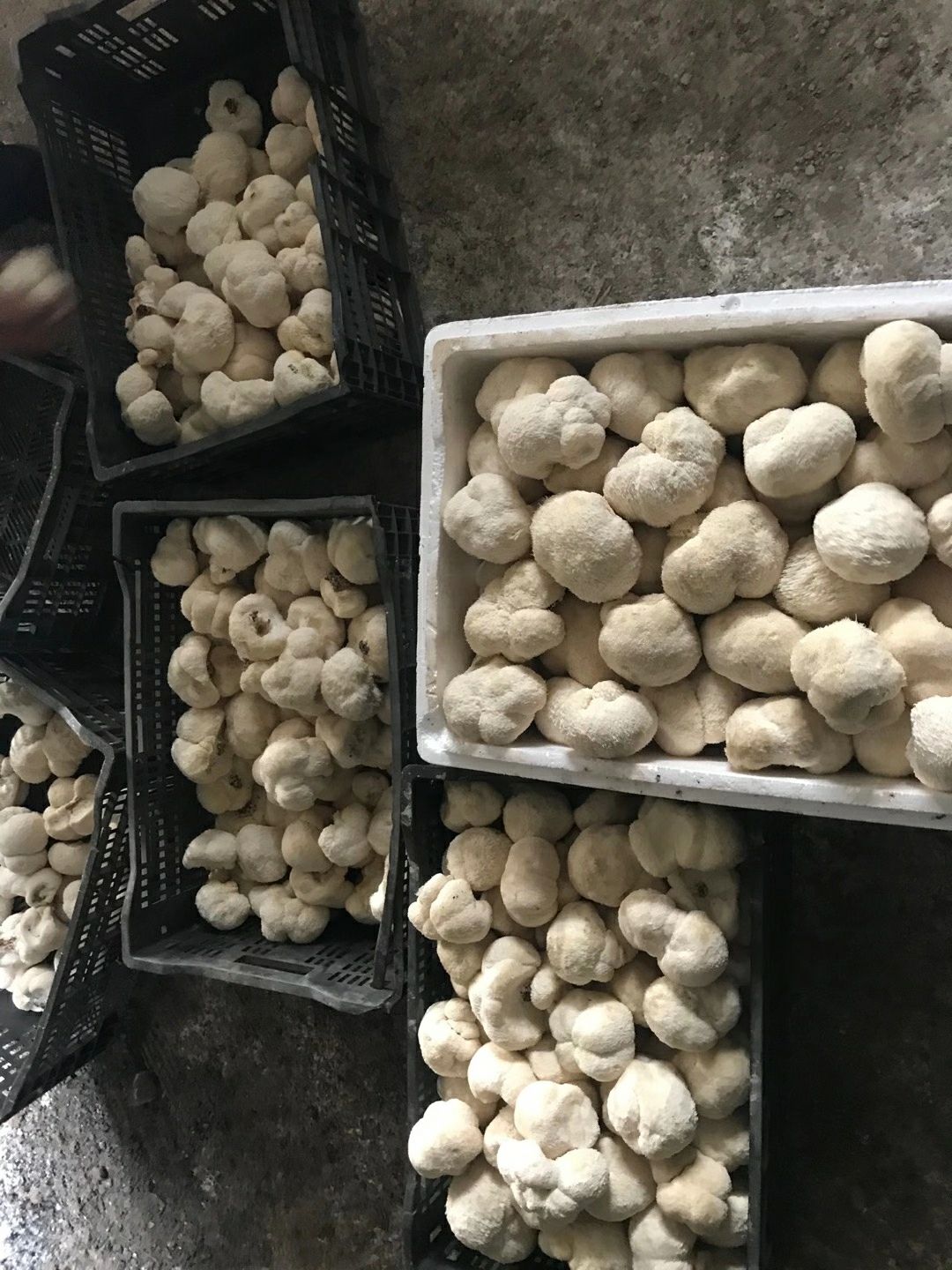 昭通苹果 云南昭通糖心苹果，高寒山区羊肚菌，大关600年历史贡茶，土鸡