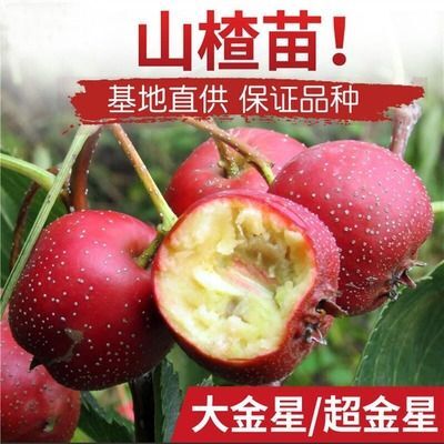 大金星山楂樹苗嫁接苗自家育苗品種純度高南北方均可種植成活率高