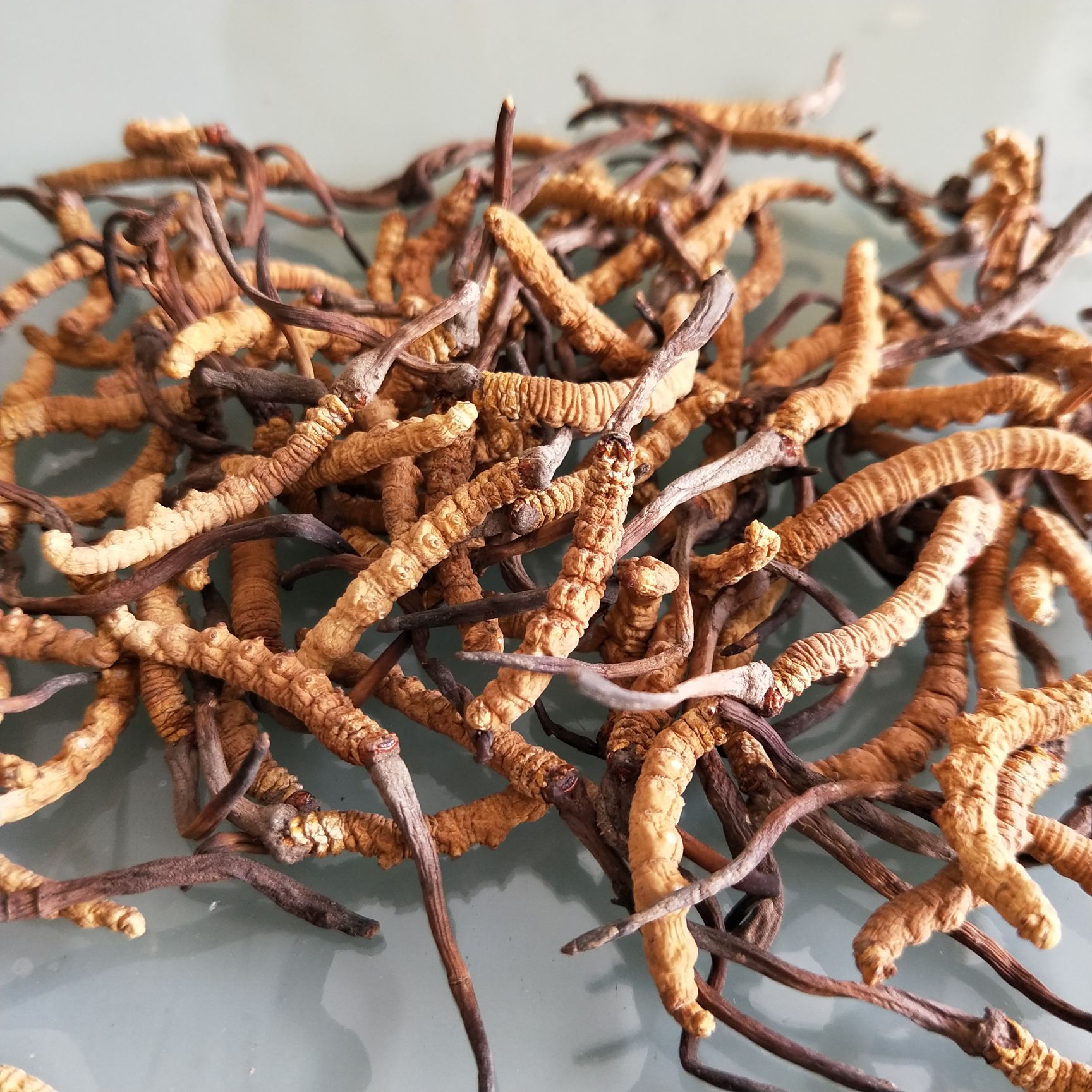 冬虫夏草 西藏特产好虫草高海拔西藏虫草20根起全