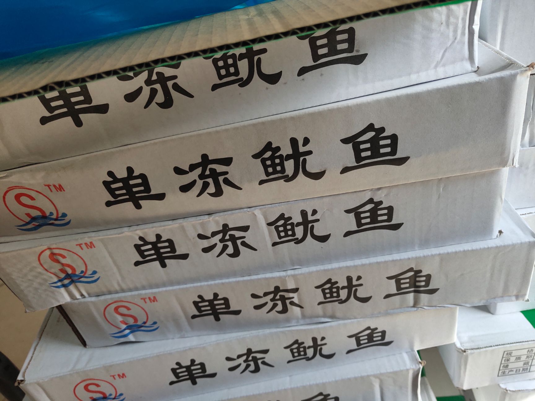 东海鱿鱼  单冻鱿鱼