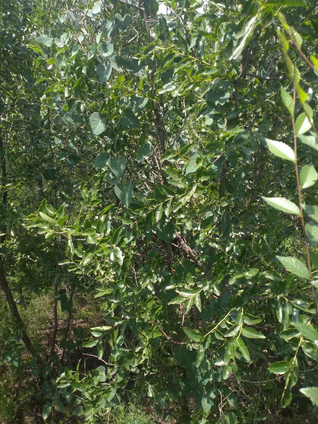 冬枣树苗  冬枣 脆甜可口 个头大好吃