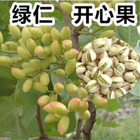 开心果苗 开心果树苗  真品种 嫌价高请绕道
