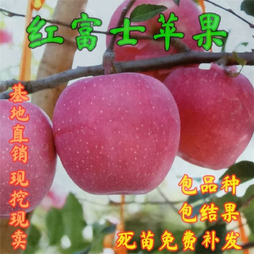平邑县嫁接红富士苹果苗，南北方种植四季，庭院种植，盆栽地栽当年结果