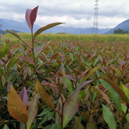 福安市红茶树苗  紫娟茶树苗一年生冬插苗福建茶苗苗圃直销