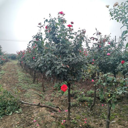 南阳基地直供4公分精品树状月季，杆直帽圆，高分枝点，一手货源，