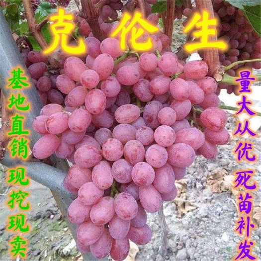 平邑县嫁接克伦生葡萄苗，无籽红提，当年结果，南北方种植葡萄苗