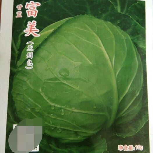 厦门绿甘蓝种子 甘蓝富美  叶质脆嫩 结球紧实 球形外观美观