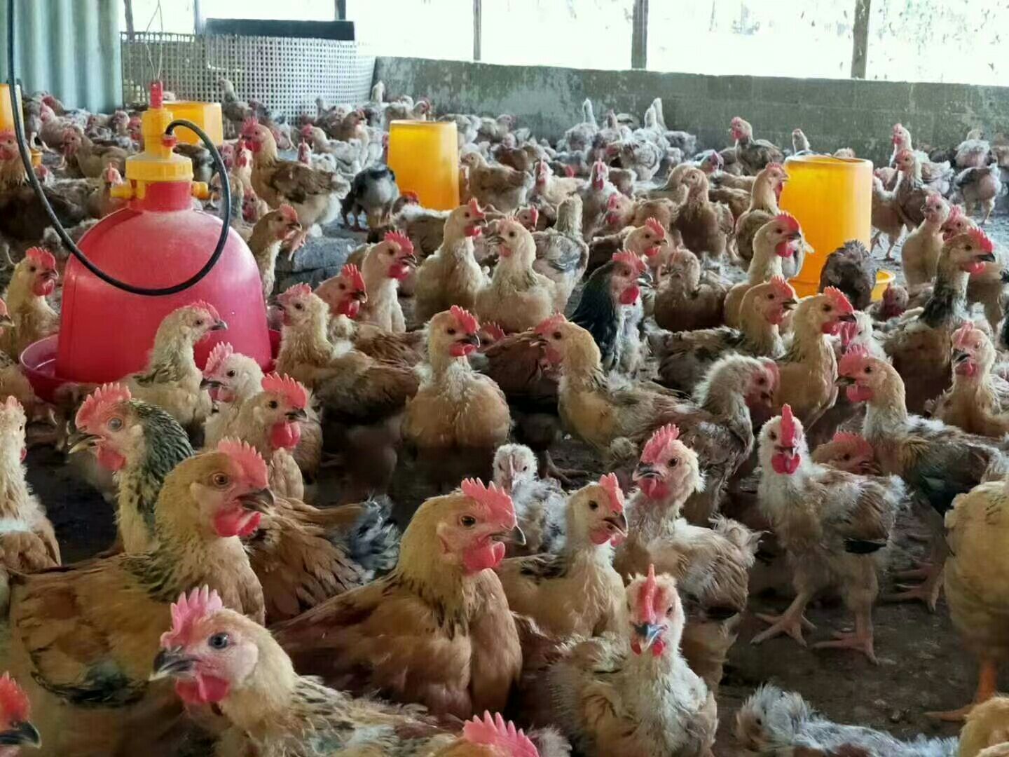 k9鸡苗  k9阉 2斤左右 30000羽 一流货品 鸡健康已验货 1300 元/只