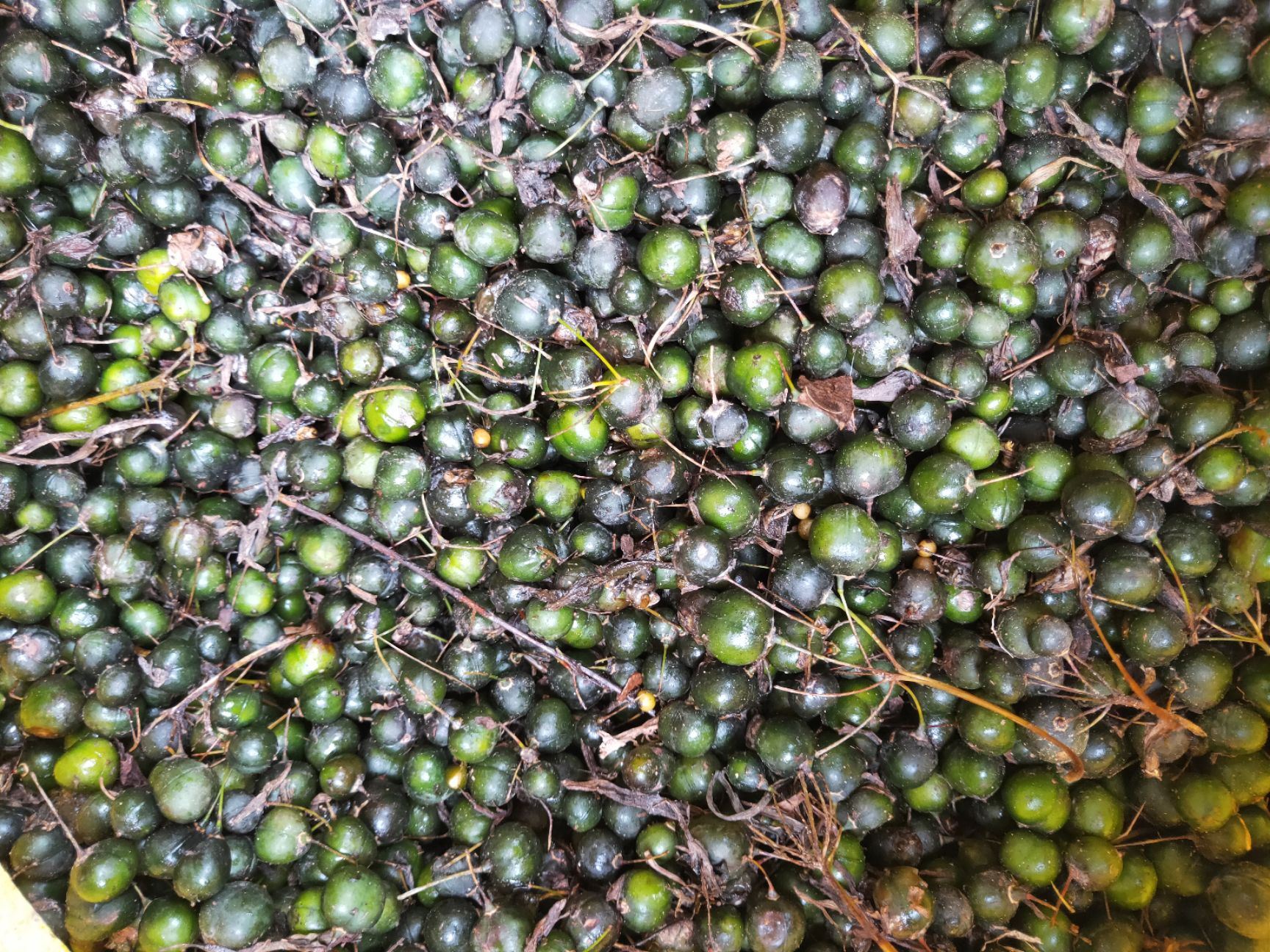 黄精种苗  黄精种籽 多花黄精种子 基地直供  包技术