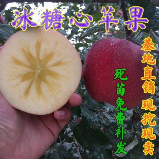 平邑县嫁接冰糖心苹果苗，南北方种植四季盆栽地栽苗，当年结果果树苗