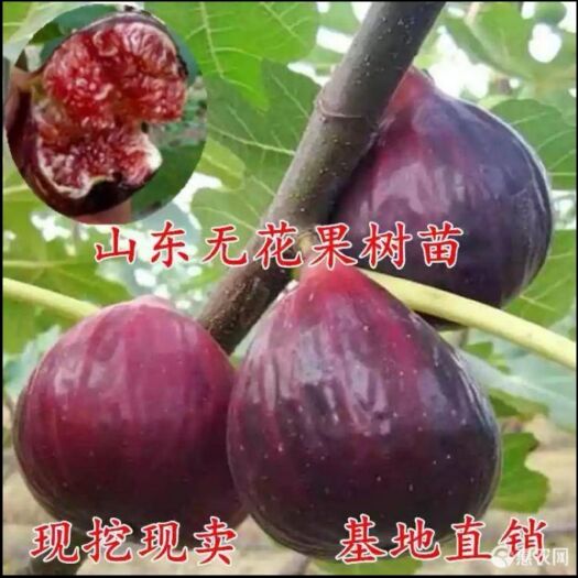平邑县 波姬红无花果苗嫁接苗自家育苗品种纯度高南北方均可种植成活率高