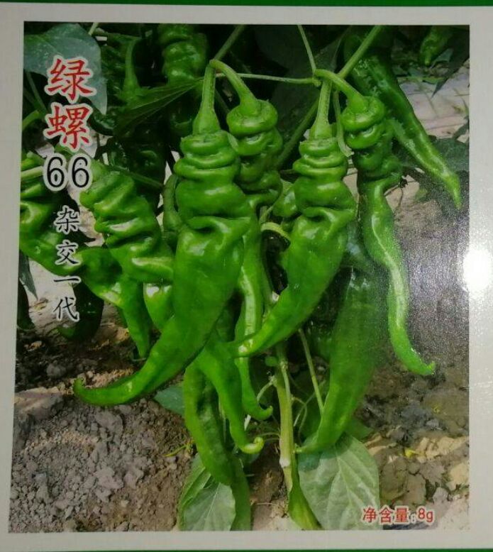 螺丝椒种子  辣椒种子  绿螺66  耐低温 抗高温 挂果多 膨果快