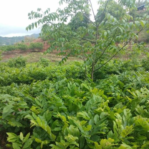 镇康县有机板栗  大量出售板栗嫁接苗