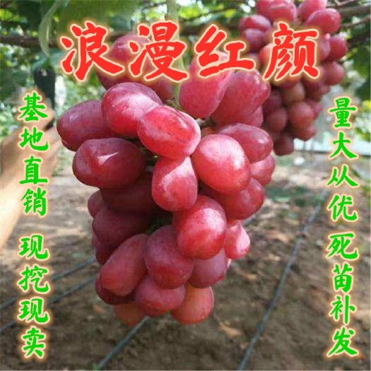平邑县浪漫红颜葡萄苗南北方种植，盆栽地栽苗，品种特大无核，当年结果