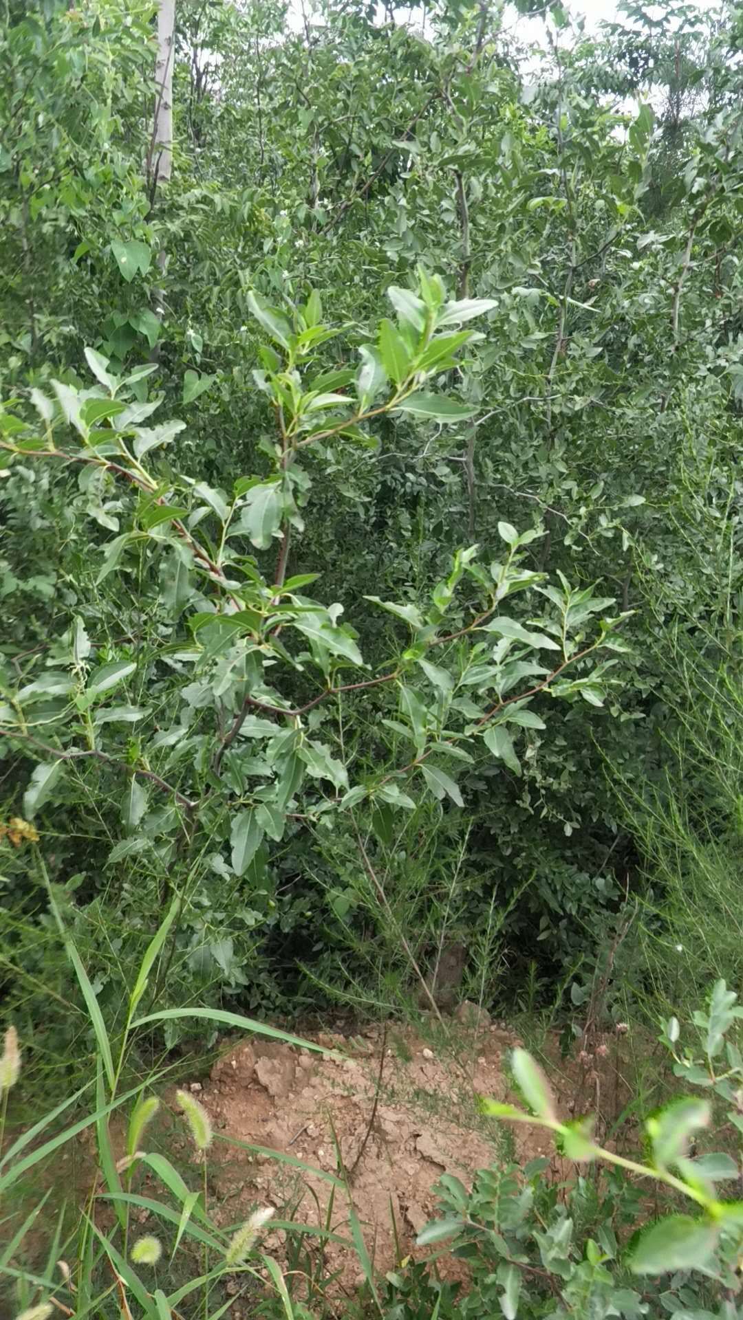 冬枣树苗  冬枣 脆甜可口 个头大好吃