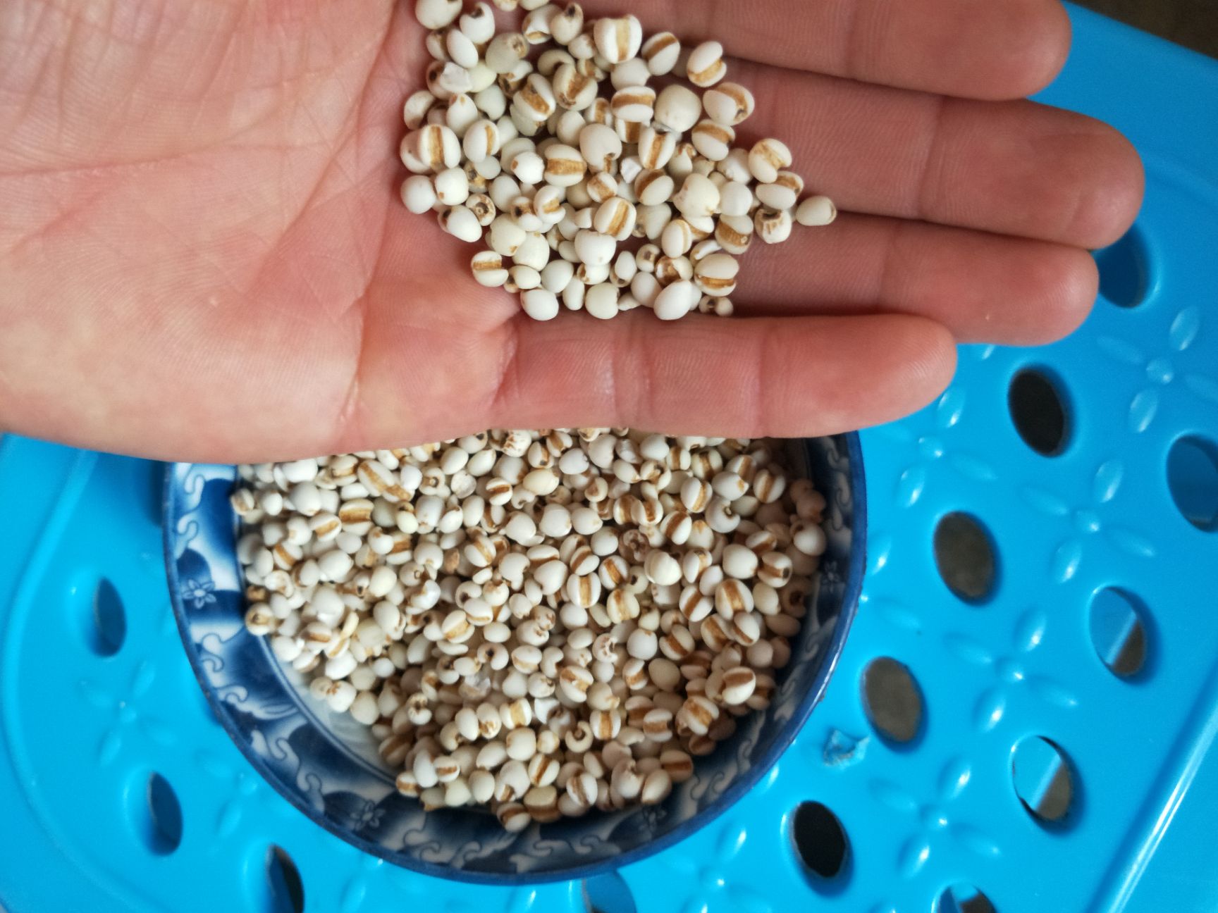 生薏仁  源自长寿之乡，源自薏仁米之乡。