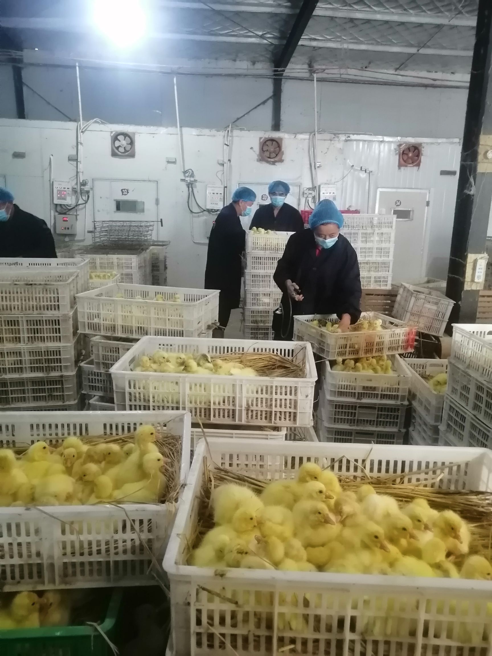 三花鹅苗  泰州鹅   大白鹅苗  个头大苗好  品种纯