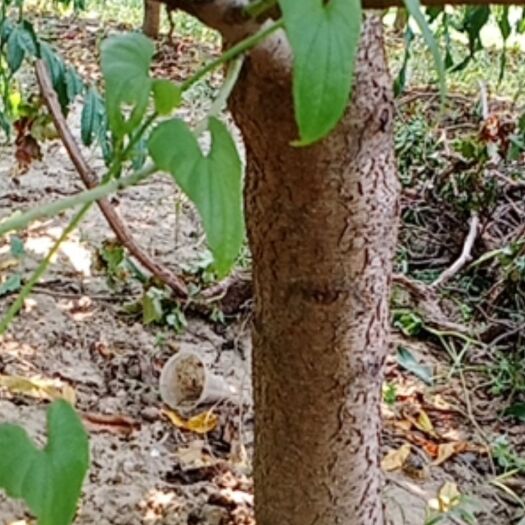 莘县中华寿桃桃树苗  出售绿化占地桃树