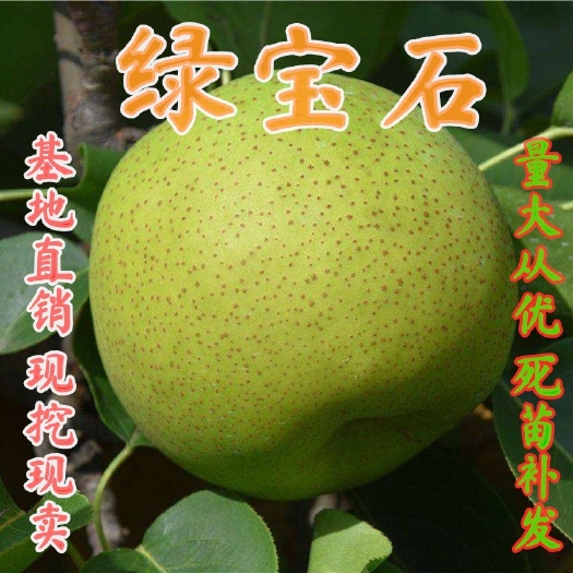 平邑县绿宝石梨苗  嫁接绿宝石梨树苗，南北方种植庭院种植，盆栽地栽苗，当年结果
