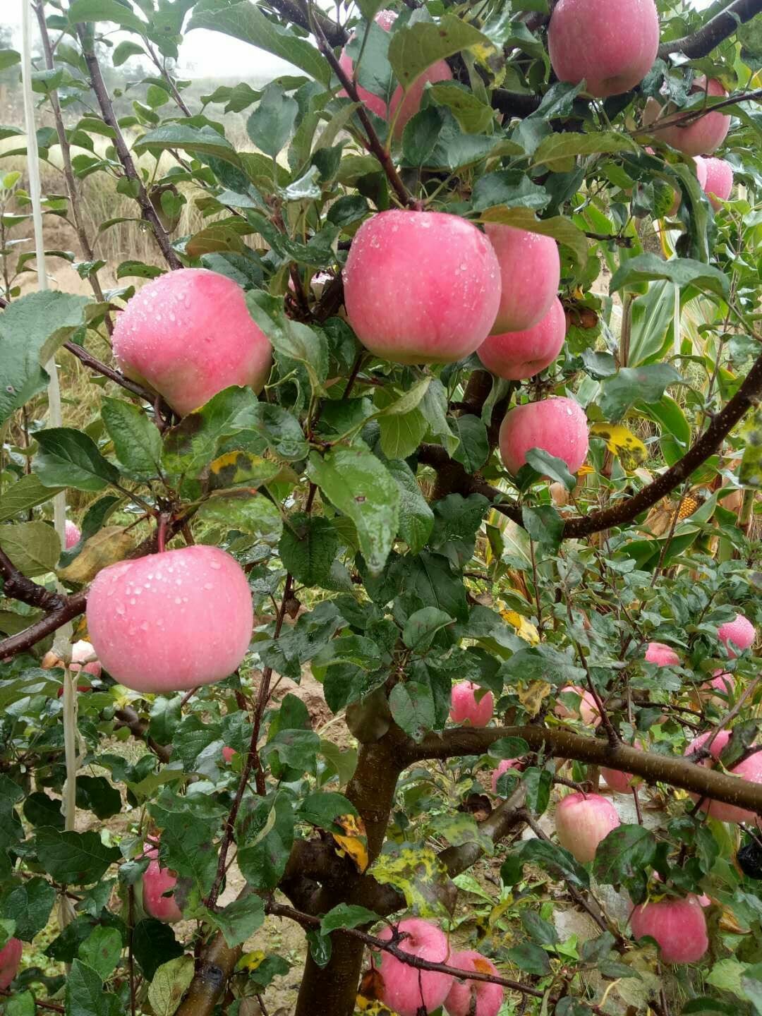 洛川苹果  主要出售富士条红，片红，自然成熟。