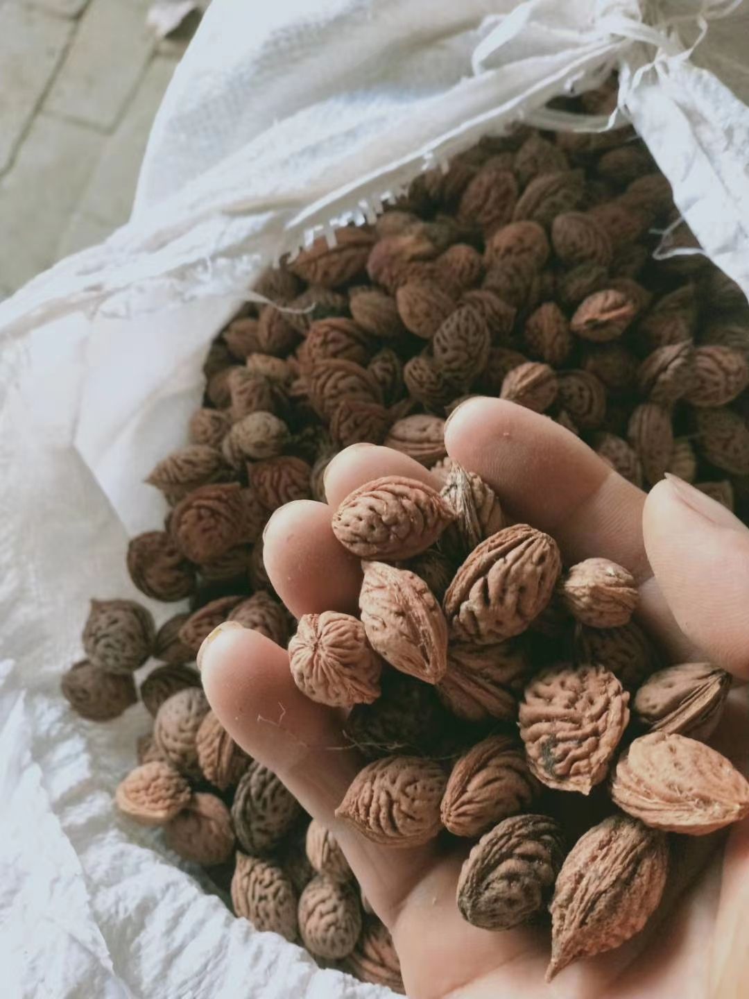 南阳桃树种子，每斤200个左右~