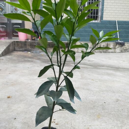 荔浦市沃柑种子 