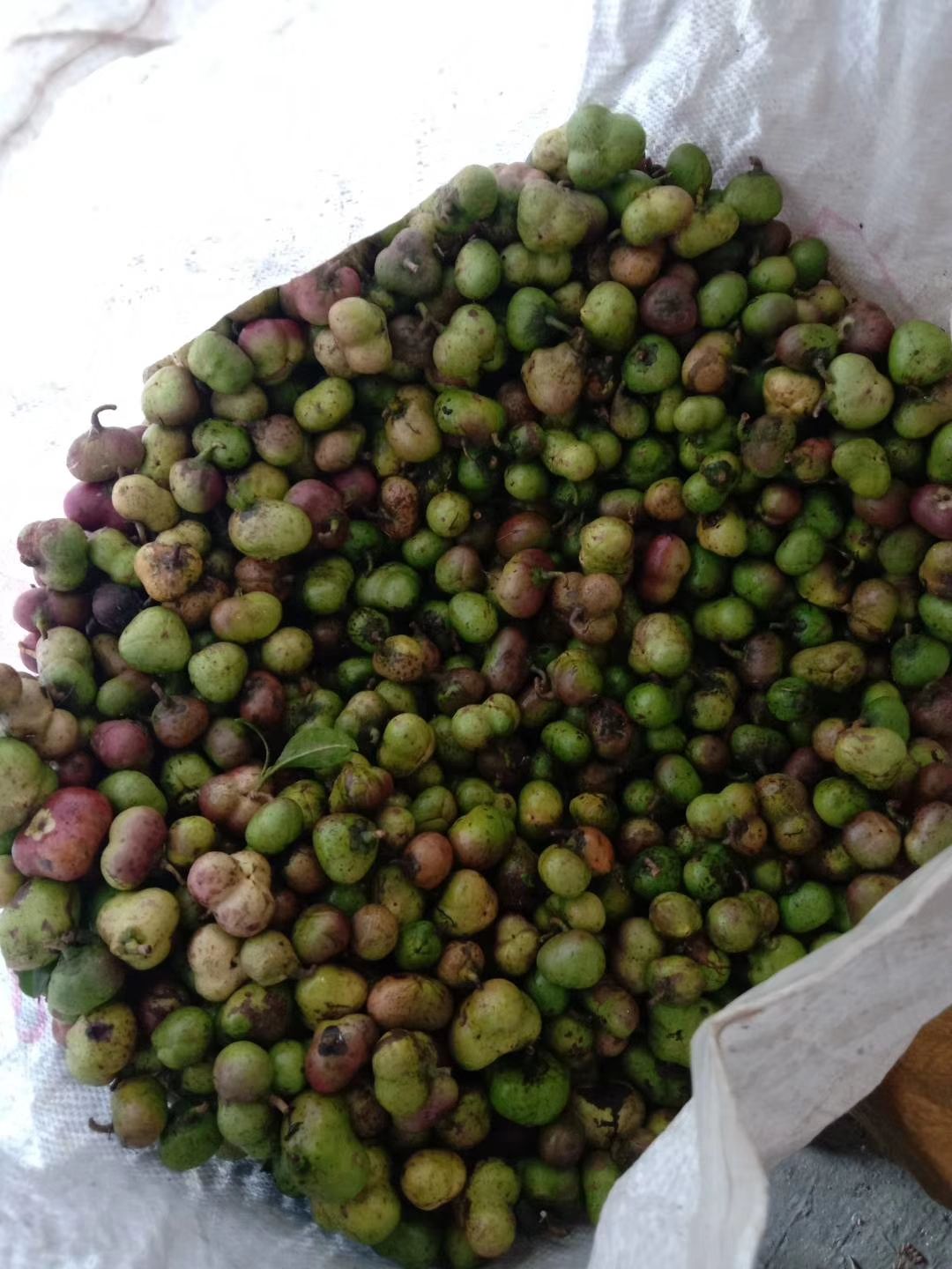 贵州高山绿茶茶叶果茶叶籽