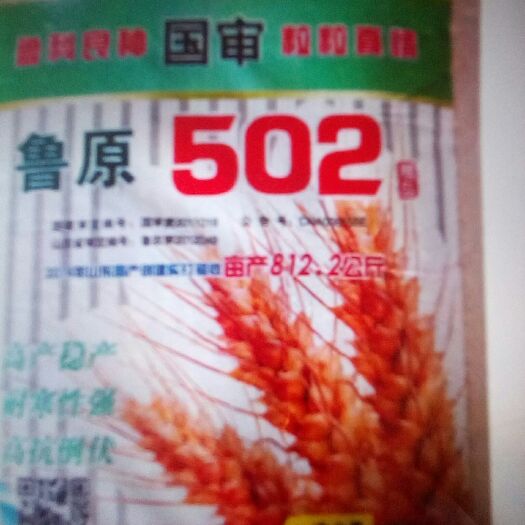 沧县小麦种子 高产稳产丰产国审矮杆抗倒大禾志鲁原502小麦原种