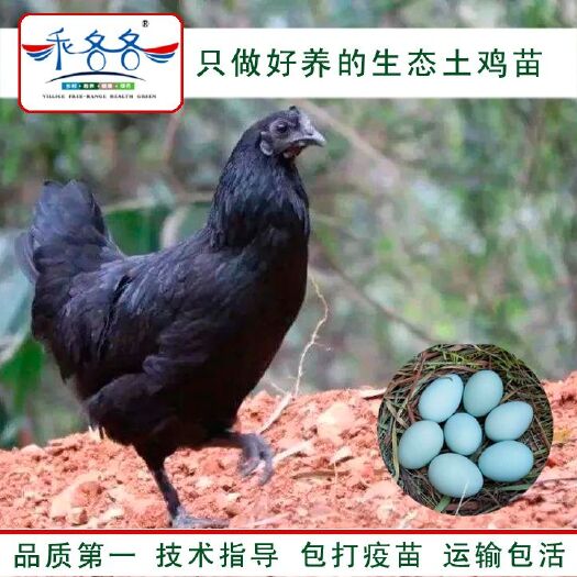 简阳市青脚土鸡苗  【五黑绿壳苗】高品质鸡蛋 大个体 绿壳颜色好