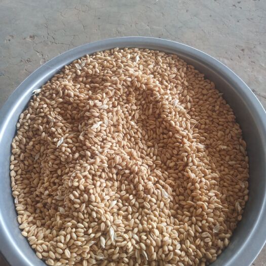 峨山县白麦  云南省小麦一等