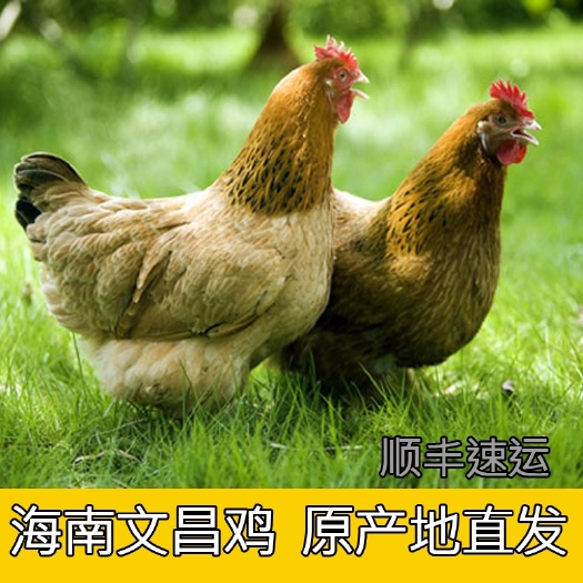 文昌市土鸡  海南文昌鸡