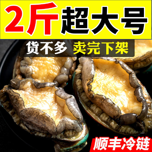 青岛绿唇鲍  【批发】青岛鲍鱼新鲜冷冻特大号鲍鱼鲜活速冻活体非干