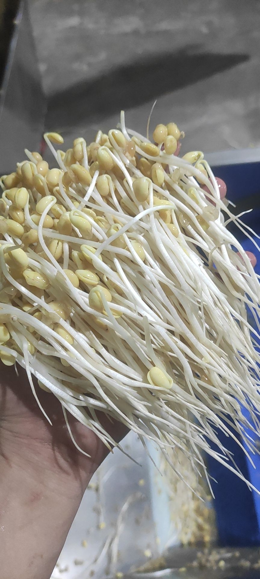 茂名豆芽批量生产技术成熟，设备稳定，全国范围内寻找合作商！