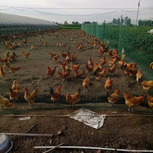 射阳县土鸡蛋 食用 散装