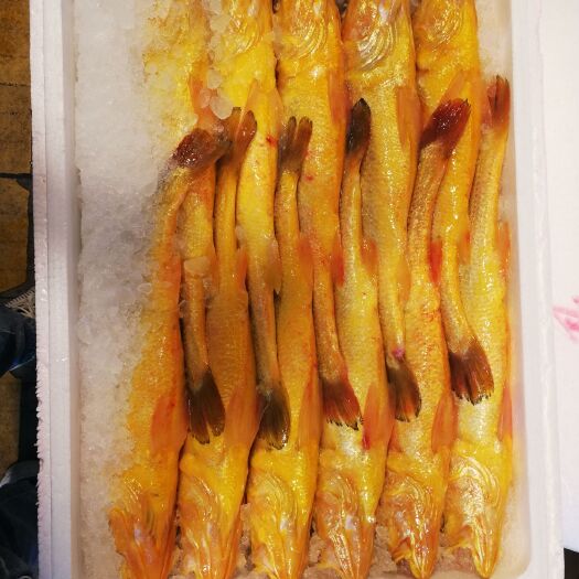 苍南县 深海大黄鱼一条装有一斤多包邮